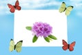 Four butterflies carry out a white paper sheet or card with a pink blossom against abstract light blue cloudy sky. Template for