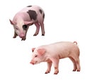 Two little piglets pink and spotted. Isolated illu Royalty Free Stock Photo