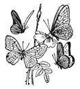 Four butterflies, vintage illustration