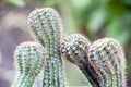 Four cactus bowed to each other