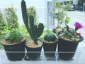 Four Cactus