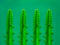 Four cactus on green