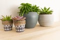Four Cactus plants in pots on a shelf