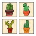 Four cactus in a pot