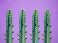 Four cactus on purple