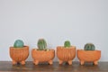 Four cactus and succulents in clay pot.