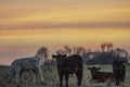 Four calves - colorful sunset Royalty Free Stock Photo