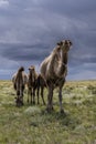 Four Camels Herd on Steppe Mongolia