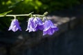 Four campanula flowers with raindrops on a stem in a garden