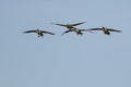 Four Canada Geese Coming in for Landing in a Blue Sky Royalty Free Stock Photo