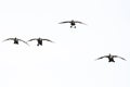 Four Canada Geese Coming in for Landing on a White Background Royalty Free Stock Photo