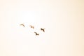 Four Canada Geese in flight backlit by the morning sunshine Royalty Free Stock Photo