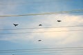 Four Canada Geese in flight Royalty Free Stock Photo