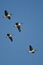 Four Canada Geese Flying in a Blue Sky Royalty Free Stock Photo