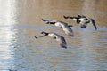 Four Canada Geese Flying Over the Lake Royalty Free Stock Photo