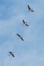 Four Canada Geese flying in a row in a blue sky Royalty Free Stock Photo