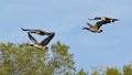 Four Canada geese flying together over treetops Royalty Free Stock Photo