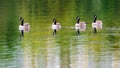 Four canada geese on lake Royalty Free Stock Photo