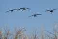 Four Canada Geese Landing in the Wetlands Royalty Free Stock Photo