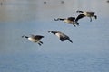 Four Canada Geese Landing on a Winter Lake Royalty Free Stock Photo