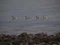 Four Canada Geese in a row swimming in the Ocean British Columbia