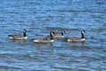 Four Canada geese swimming in the ocean Royalty Free Stock Photo