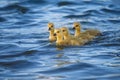 Four Canada Goslings on Blue Water Royalty Free Stock Photo