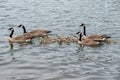 Four Canadian Geese and goslings swimming on Loch Leven in Cypress Hills Interprovincial Park, SK