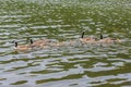 Four Canadian Geese and goslings swimming on Loch Leven in Cypress Hills Interprovincial Park, SK