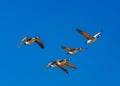 Four Canadian geese migrating south Royalty Free Stock Photo