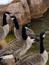 Four Canadian geese by small pond at zoo