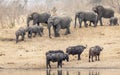 Herd of elephants coming to drink with cape buffalo watching them standing at edge of water in Kruger Park South Africa Royalty Free Stock Photo