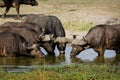 Four cape buffalos drinking water from a waterhole Royalty Free Stock Photo
