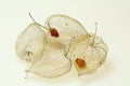 Four Cape gooseberry peels Royalty Free Stock Photo