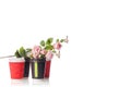 Four cardboard coffee cups flowers Royalty Free Stock Photo