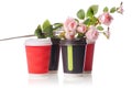 Four cardboard coffee cups flowers Royalty Free Stock Photo