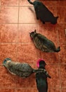 Four cats eating at the same time
