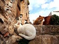 Four cats enjoying the sun at the old town of Monemvasia, Greece