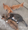 Four cats are playing