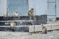 Four cats sit on corner of the old house. Cats on the street Royalty Free Stock Photo