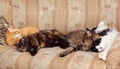 Four Cats Sleeping on the Sofa Royalty Free Stock Photo
