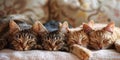 Four cats snuggled together sleeping soundly. Generative AI Royalty Free Stock Photo