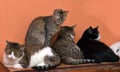Four cats together Royalty Free Stock Photo