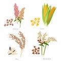 Four cereals in form of grains and ears