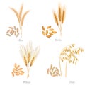 Four cereals in form of grains and ears