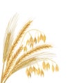 Four cereals grains with ears, sheaf. Wheat, barley, oat and rye set. Royalty Free Stock Photo