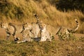 Four Cheetah On Safari Royalty Free Stock Photo