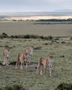 four cheetah are seen running through the grass in the wild Royalty Free Stock Photo