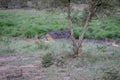 Four Cheetahs hiding in a drainage line