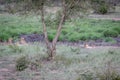 Four Cheetahs hiding in a drainage line